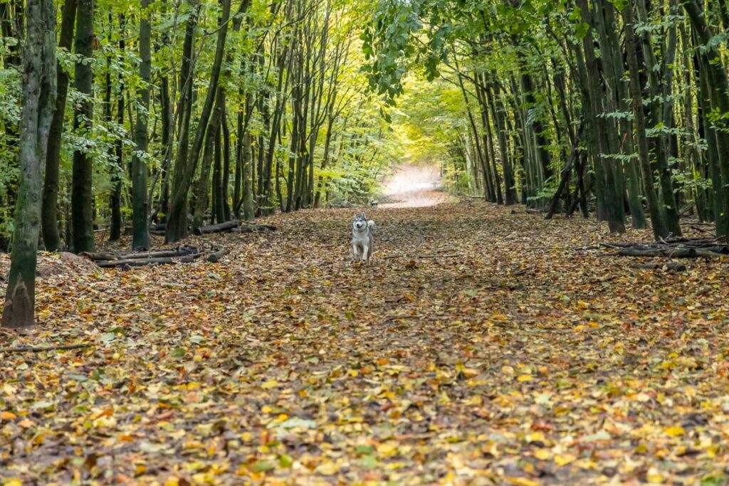 Waldweg im Hundefauslauf Scharbeutz - AhoiMaike