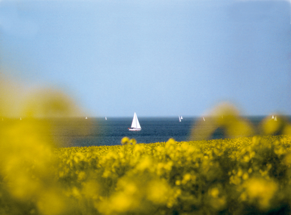 Blick vom Brodtener Steilufer durch ein gelbes Rapsfeld auf die Ostsee mit Segelboten - AhoiMaike