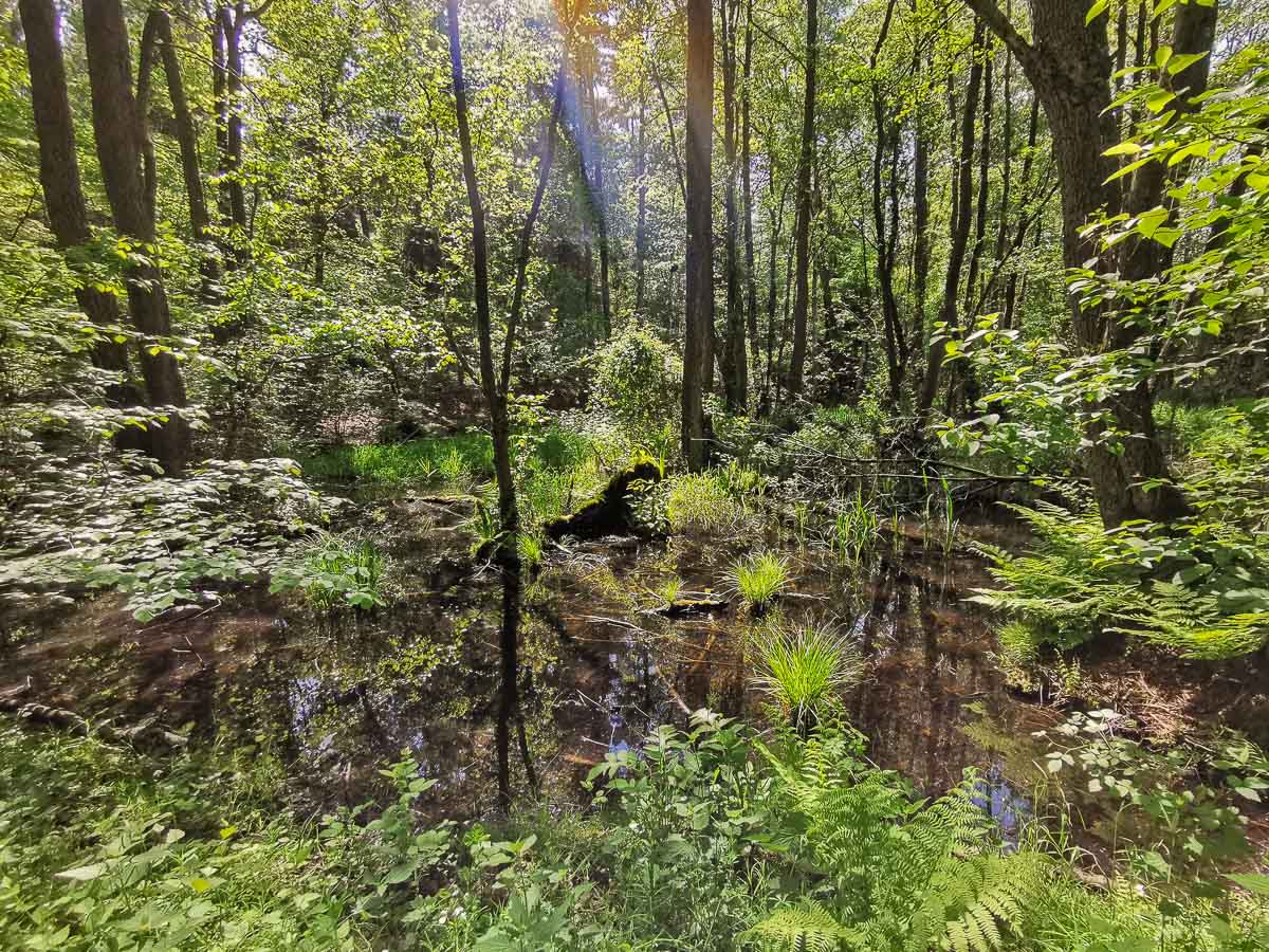 Der Amazonas des Nordens in voller Pracht