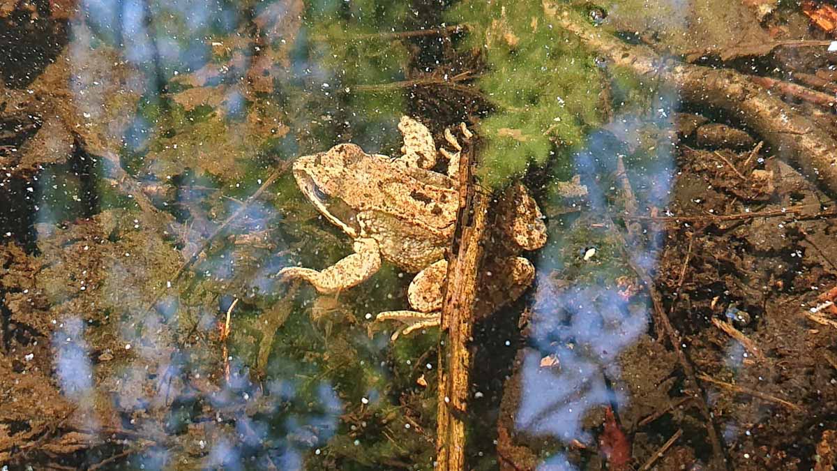 Ein Frosch im Amazonas des Nordens