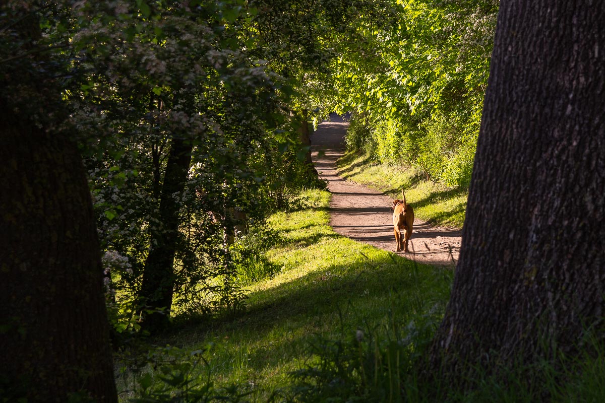 Grüner Pfad am Stadtgraben - AhoiMaike